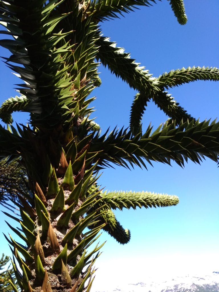 Araucaria_strom