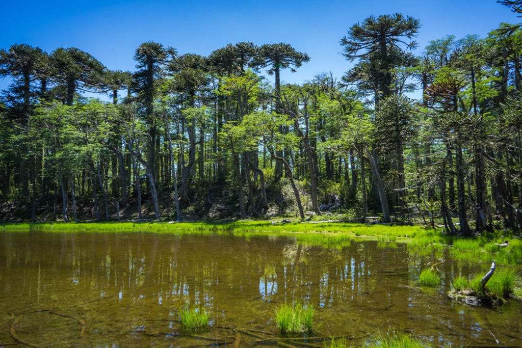 Trek Los Lagos v NP Hueurque