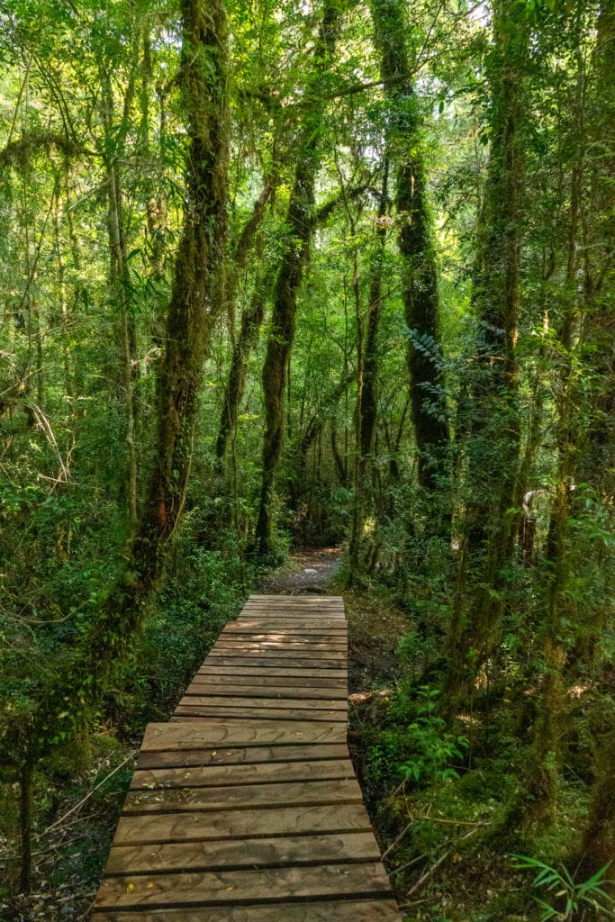 Národní park Pumalín - Sendero Alerce