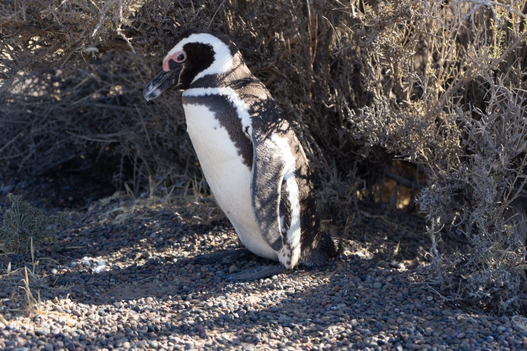 Tučňák - Punta Tombo