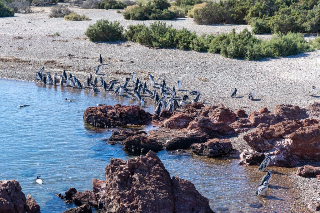 tučňáci v Punta Tombo