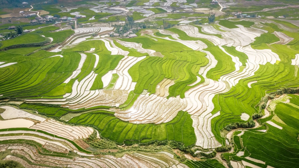 Rýžové pole v Severním Vietnamu