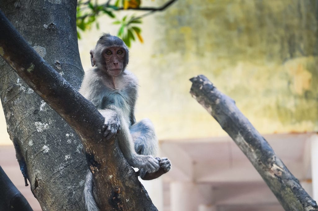 Cat Ba monkey
