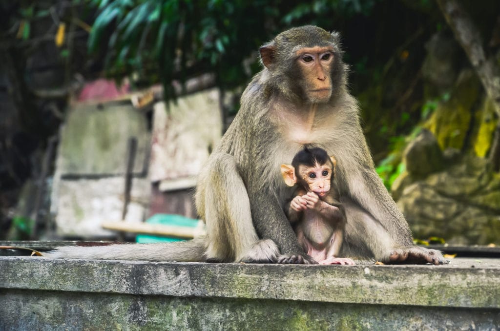 Cat Ba monkey with baby