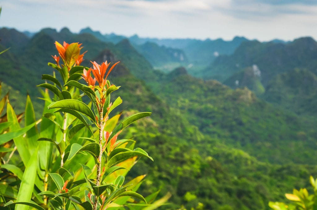 Cat Ba Nacional Park Flower
