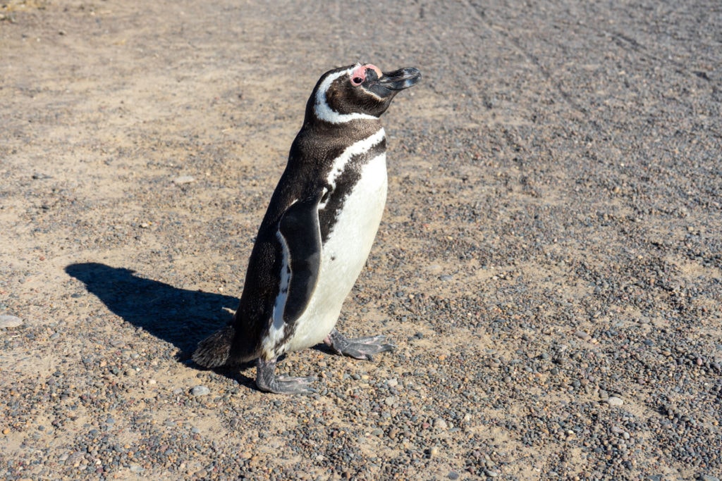 tučňák v Punta Tombo