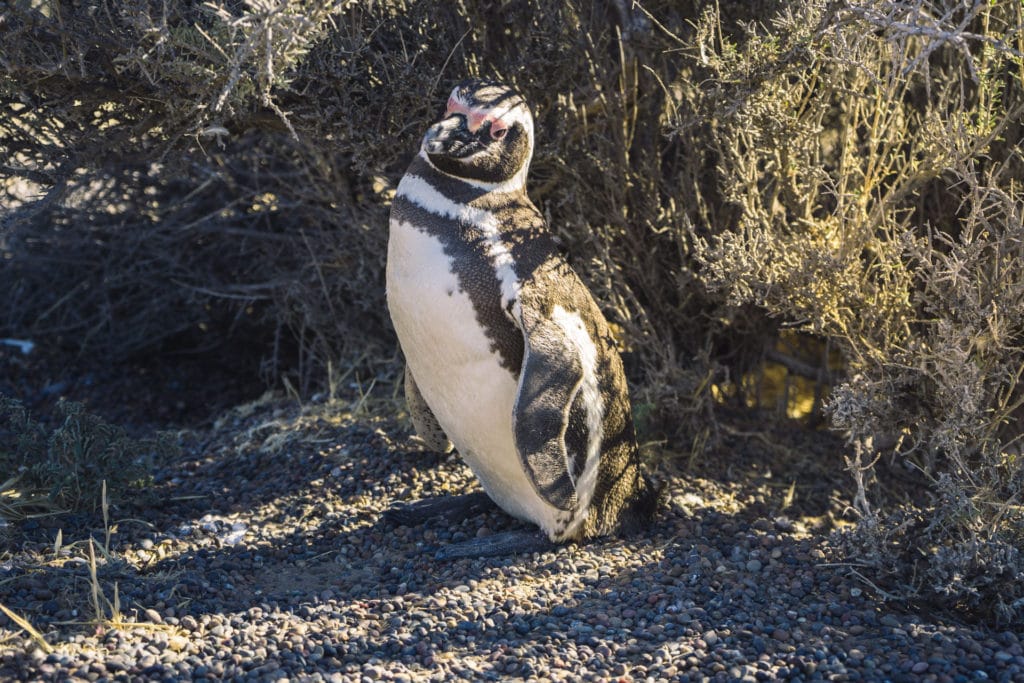 Tučňák magellanský v Punta Tombo