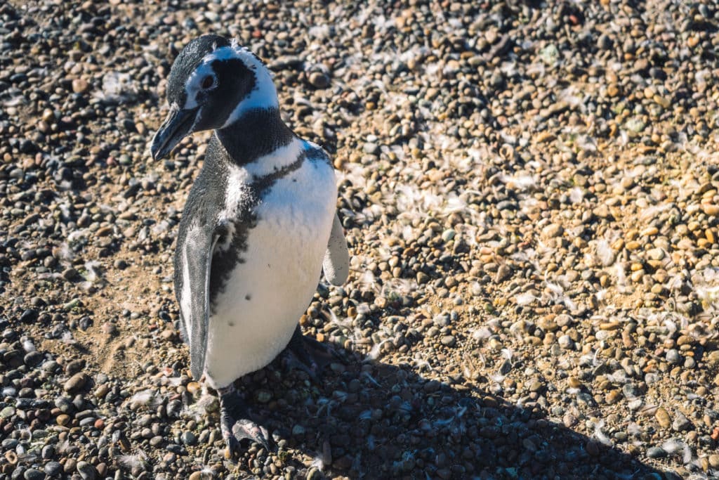Tučňák magellanský v Punta Tombo