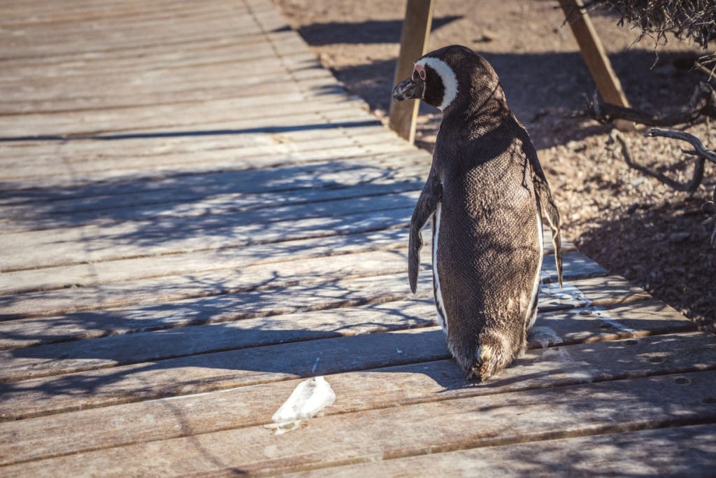 Tučňák v Punta Tombo