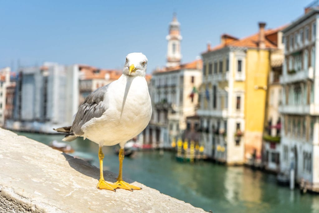 Racek v Benátkách u Canal Grande